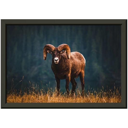 Starring Contest - Museum-Quality Matte Paper Metal Framed Poster