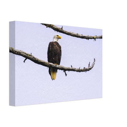 Under the Eagle - Canvas